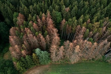 Forests of German myth under physical attack from drought and heat